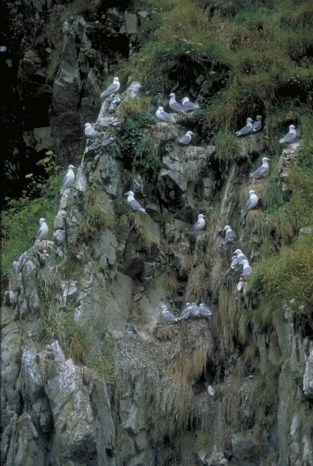 Black-legged kittiwakes nesting on ledges of a grassy, wet rock cliff — Kittiwake Rookery, Whittier & Prince William Sound