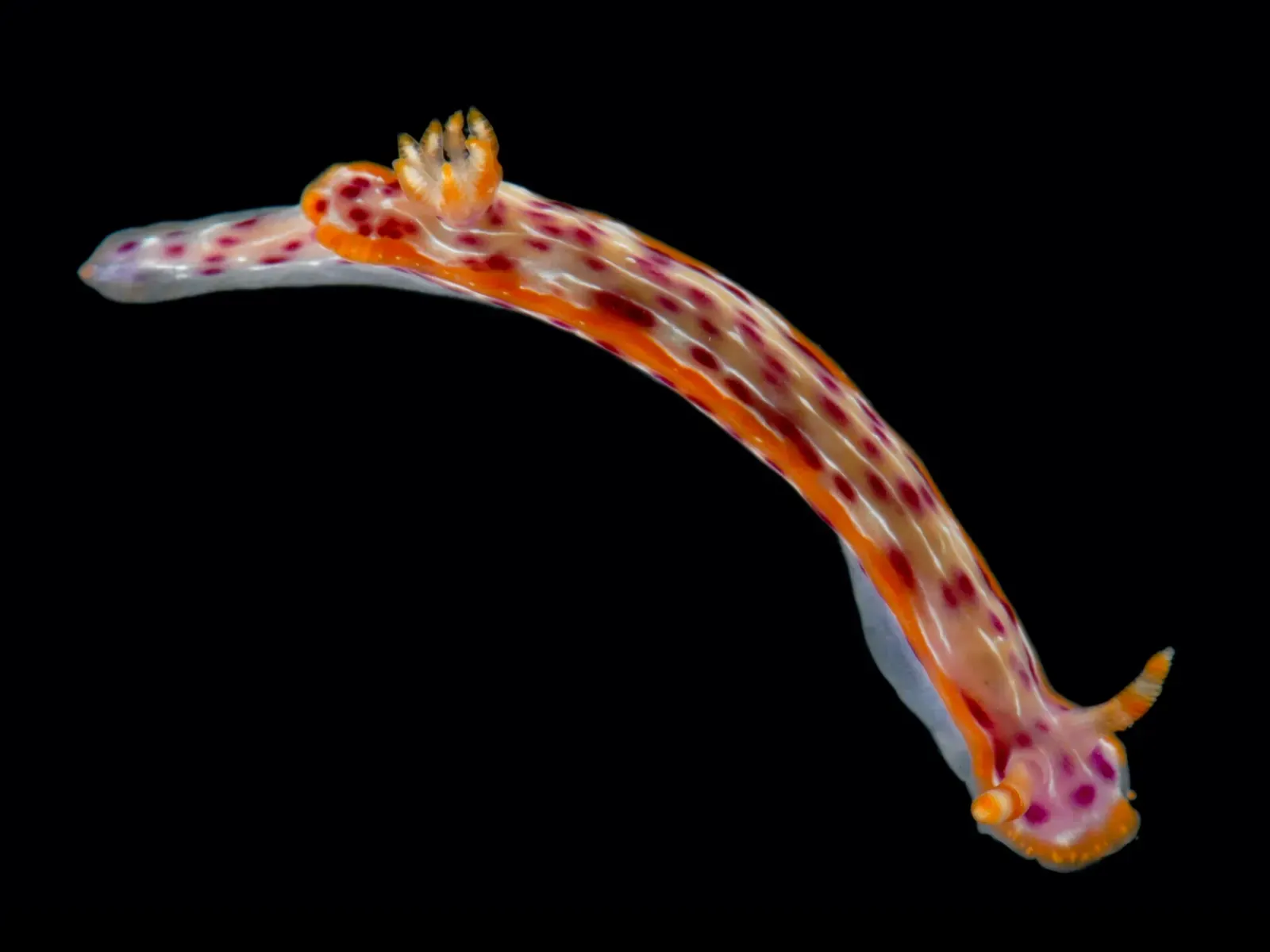 A slender orange and white sea slug with magenta spots and frilly orange gills, photographed against a black background — Diani Beach.