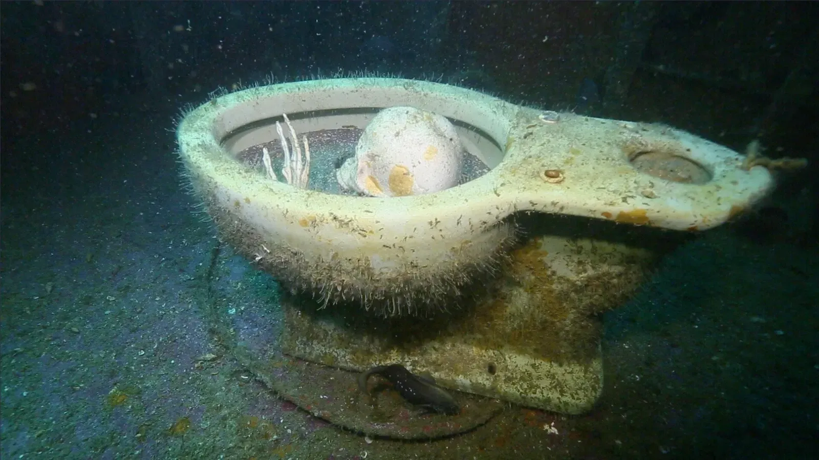 Model skull and hand inside an algae-covered toilet bowl on a sunken ship floor — Black Bart, Panama City Beach