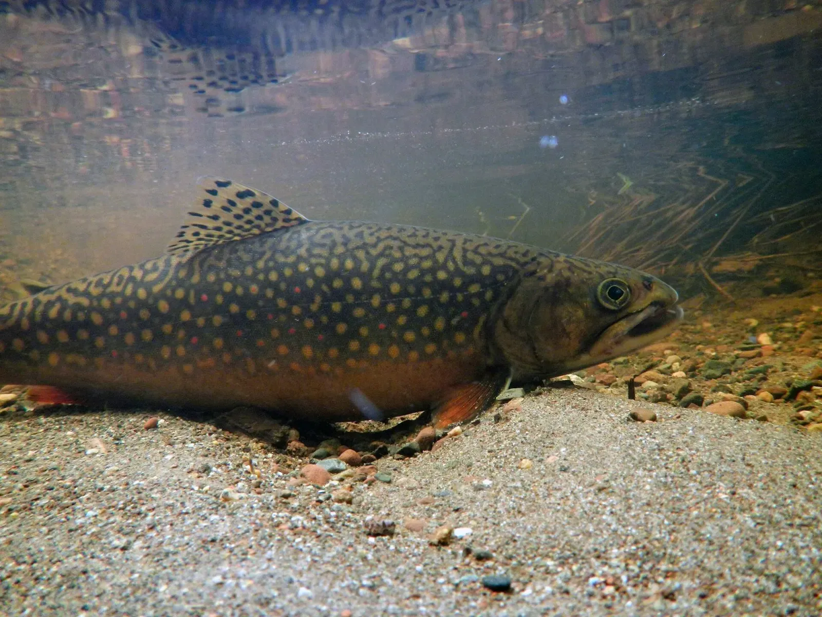 One spotted olive-brown trout with orange-edged fins rests just above a gravel bottom in shallow clear water — Isle Royale.