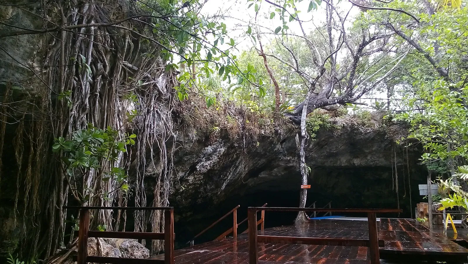 Wooden decking and steps leading down into a cenote overhung by roots and trees