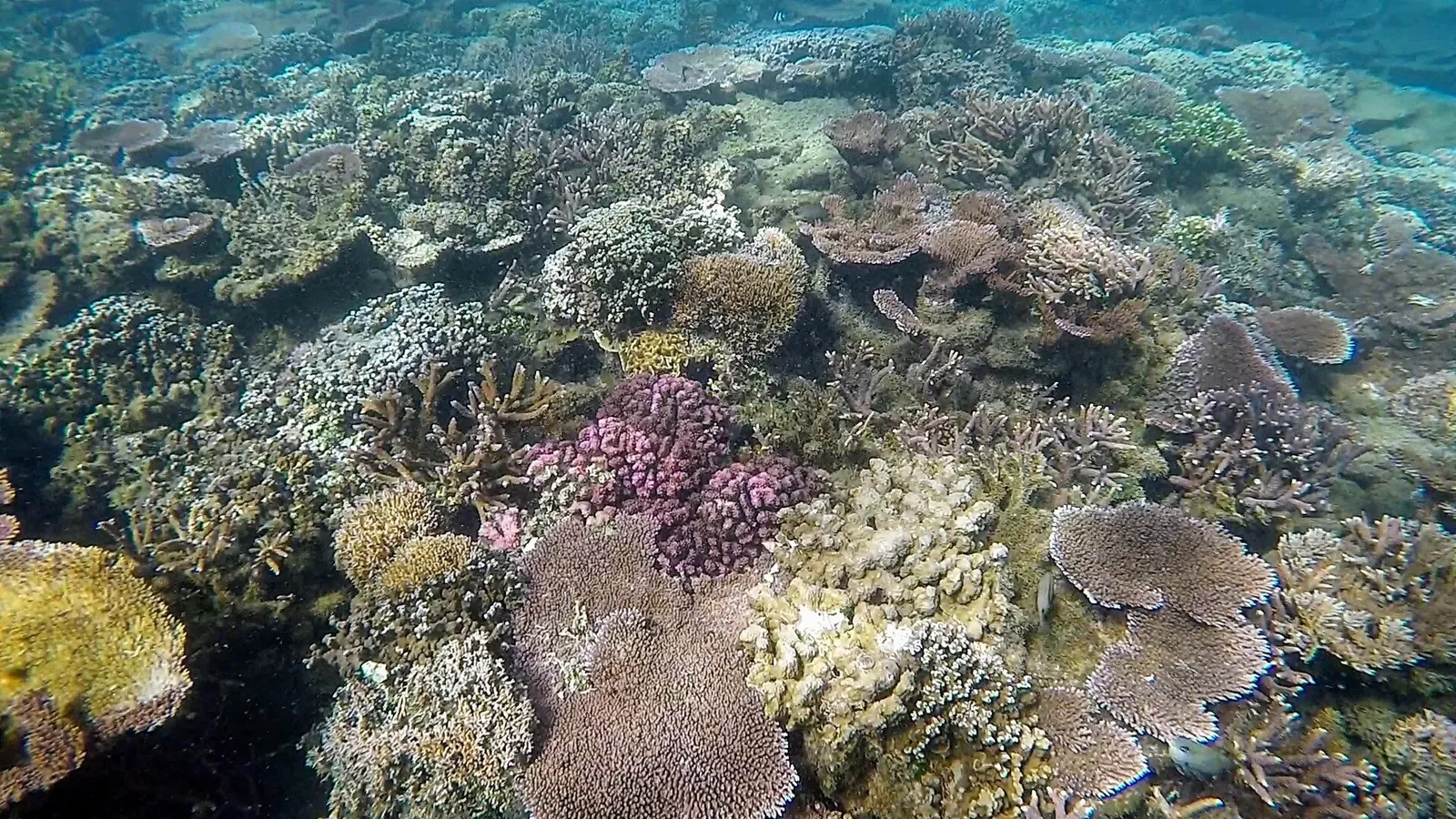Shallow reef of table, branching and boulder corals in clear blue water — Palolo Deep, Savai'i & Upolu