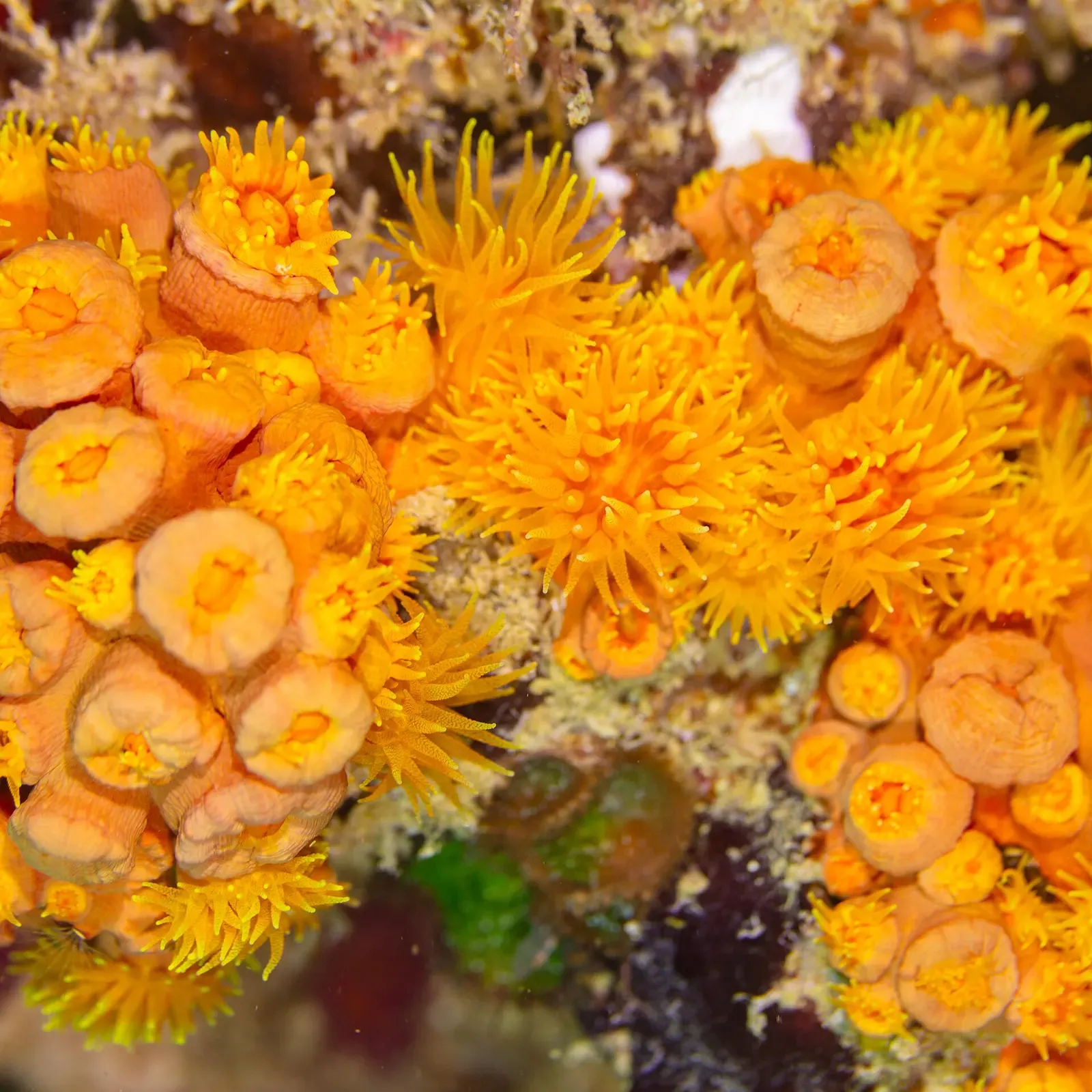 Cluster of orange cup coral polyps with extended tentacles on encrusted granite — Seychelles