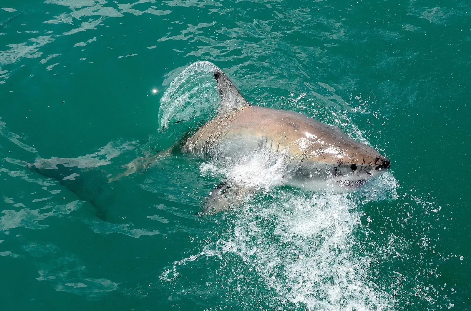 Gansbaai, the area around Shark Alley