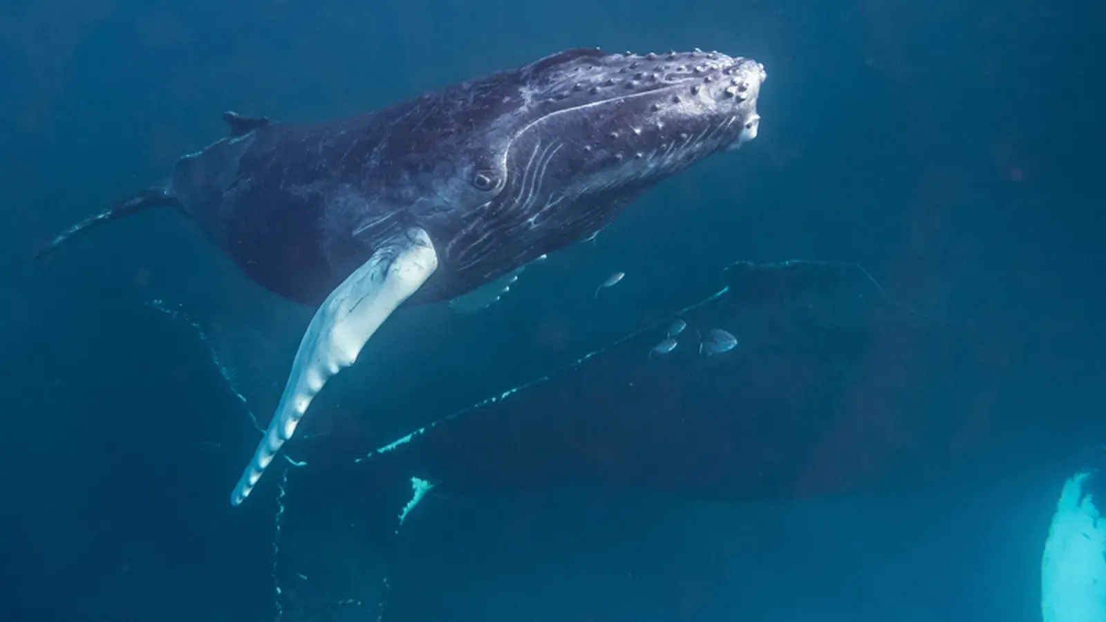 A humpback whale glides close to the camera underwater, its long white pectoral fin trailing beside it in clear blue Silver Bank water