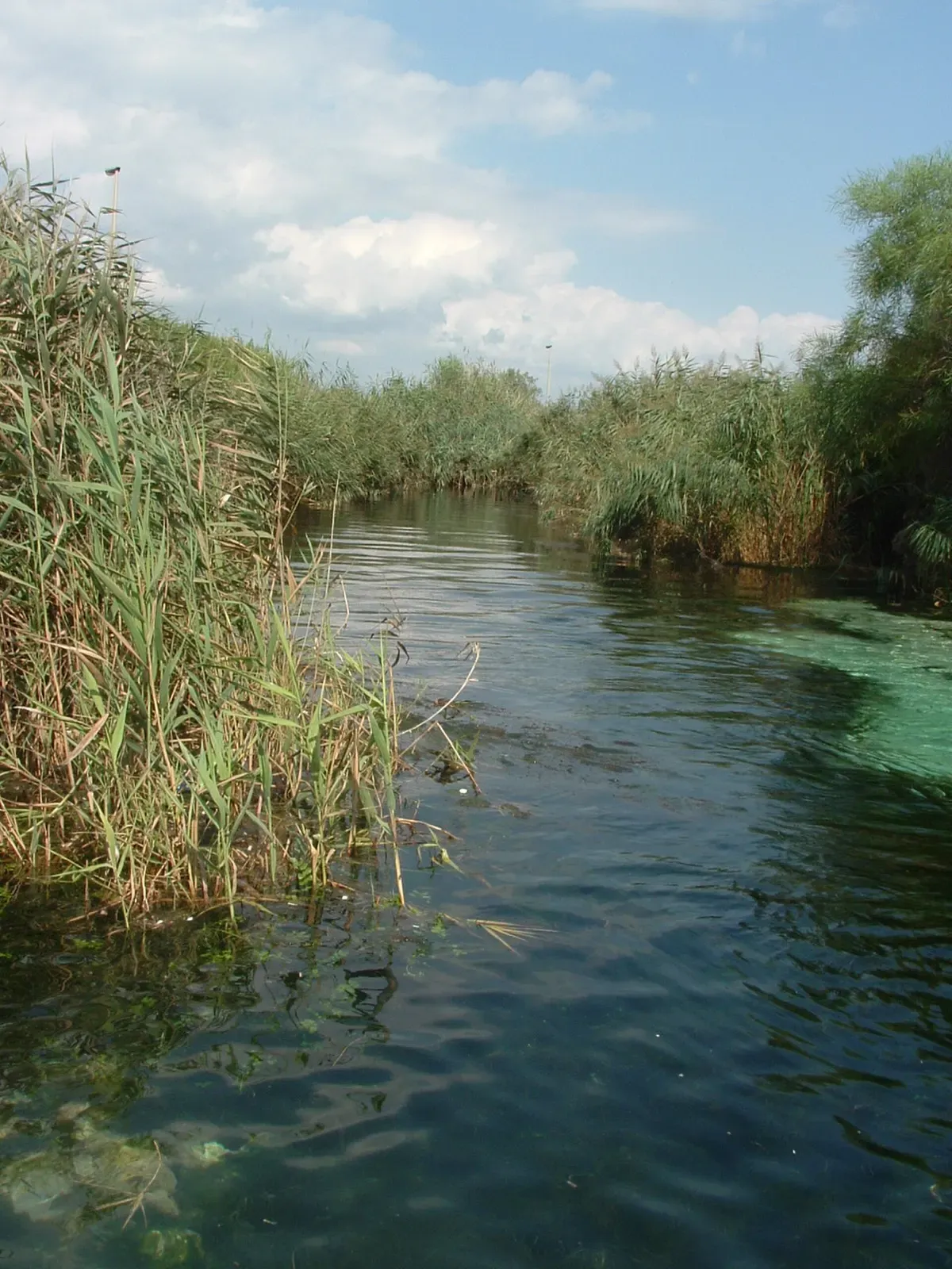 A narrow channel of clear green water running between tall reed beds under a cloudy blue sky — Chidro, Taranto & the Gulf of Taranto