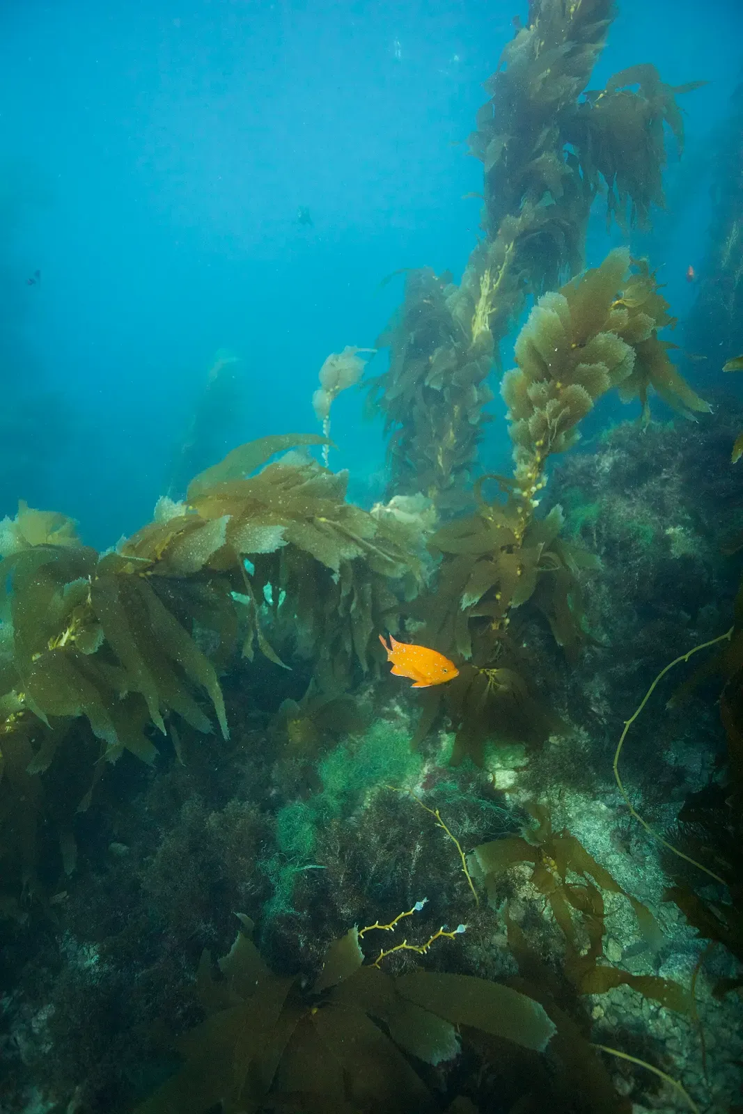 Orange garibaldi fish swimming through a kelp forest underwater at Casino Point Dive Park — Catalina Island