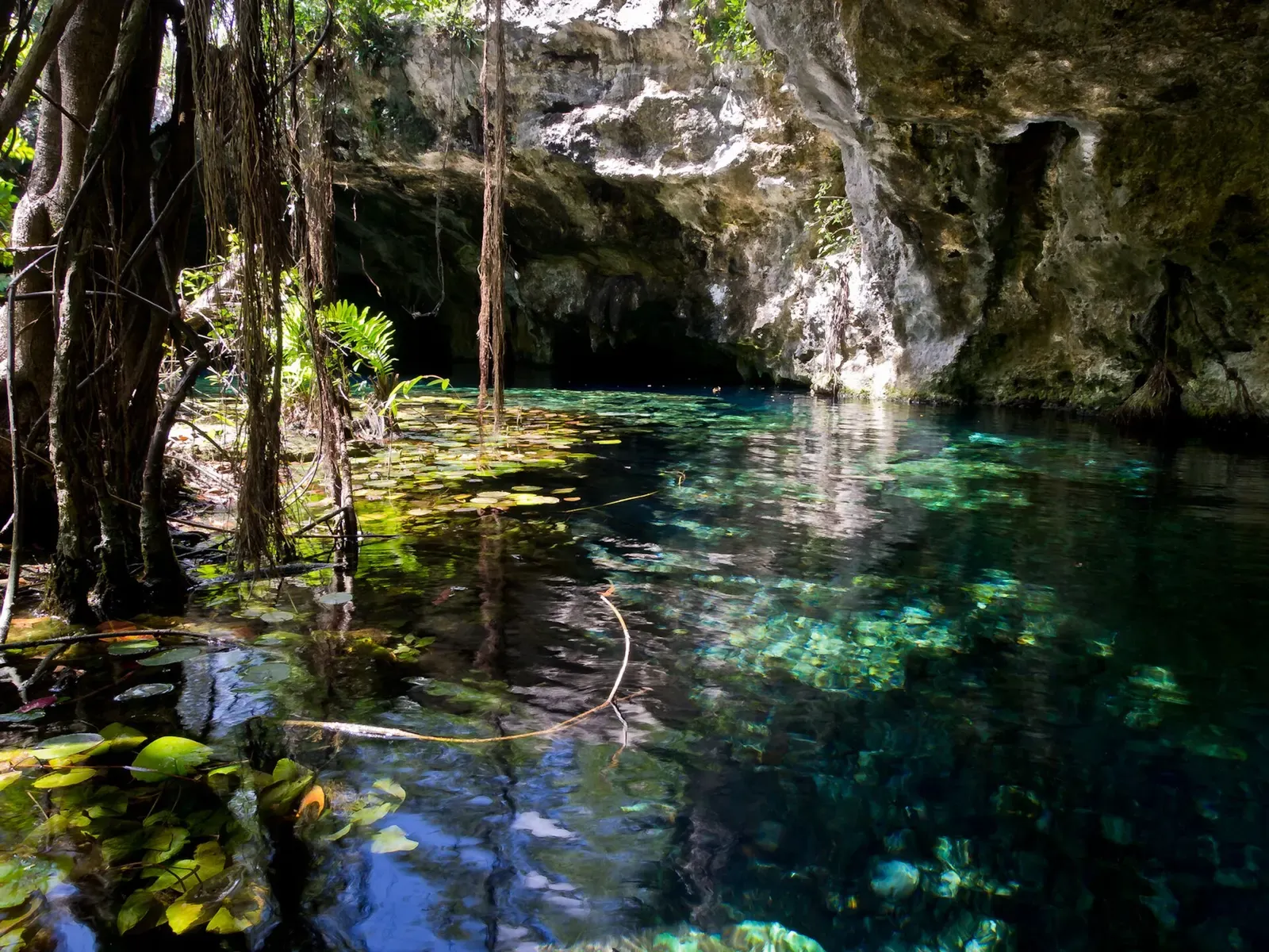 Slender roots hang from a cave roof into a turquoise pool lit by an opening above — Gran Cenote, Riviera Maya Cenotes.