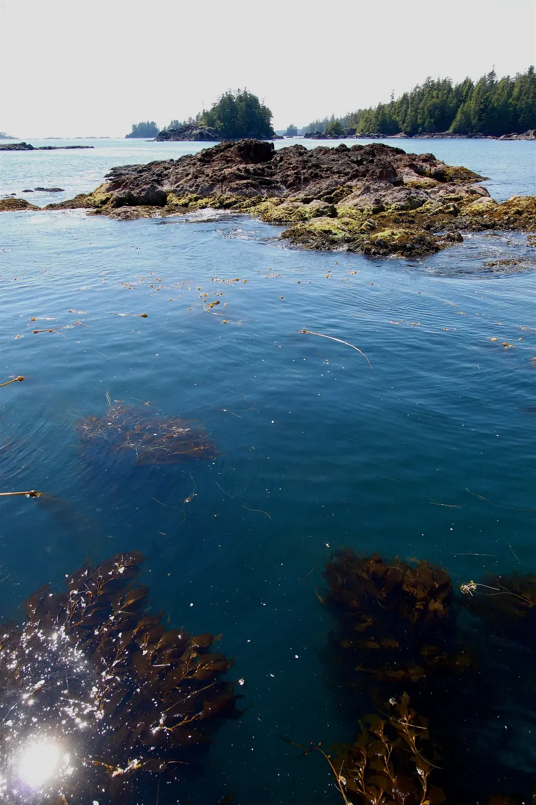 Brown kelp fronds below clear blue water in front of a rocky islet, with forested islands behind — Barkley Sound