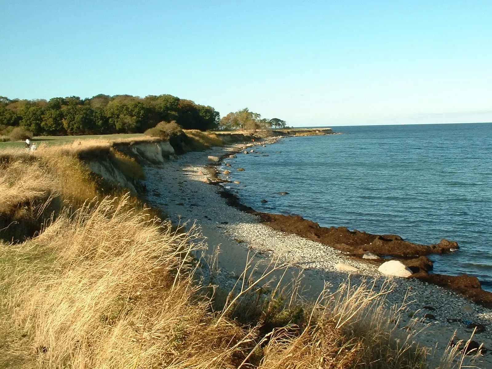Low grassy cliff above a narrow stony beach with dark seaweed along a calm blue Baltic shore under a clear sky — Fehmarn