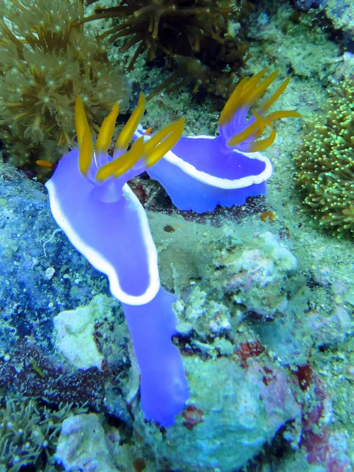 Two blue sea slugs with white-edged mantles and orange gill plumes crawl over a coral-crusted rock — Chocolate Island, Malapascua