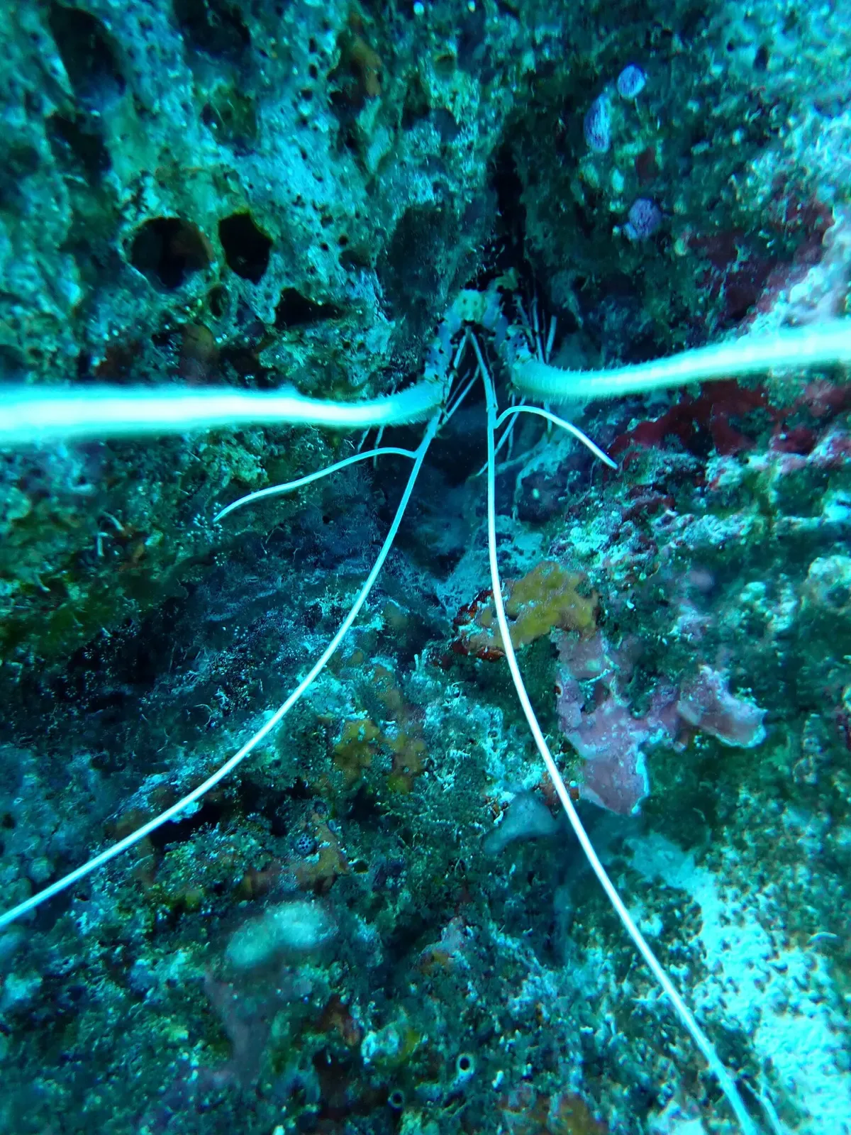 Painted spiny lobster with long white antennae tucked into a reef crevice underwater