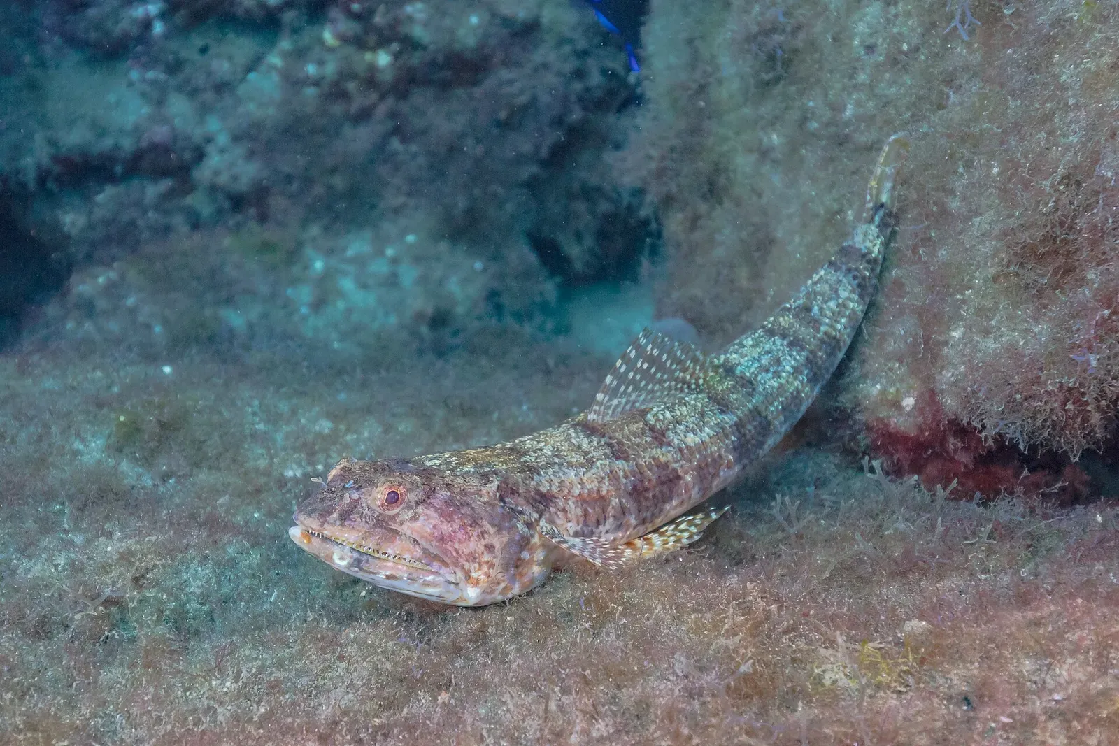 Diamond lizardfish resting on an algae-covered lava ledge below a dark overhang — Tenerife
