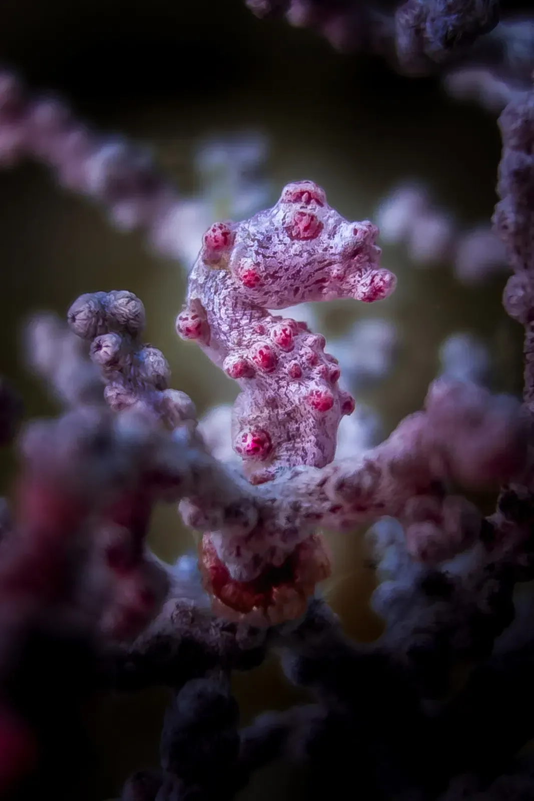 A pygmy seahorse camouflaged on a pink sea fan at Blue Magic — Raja Ampat.
