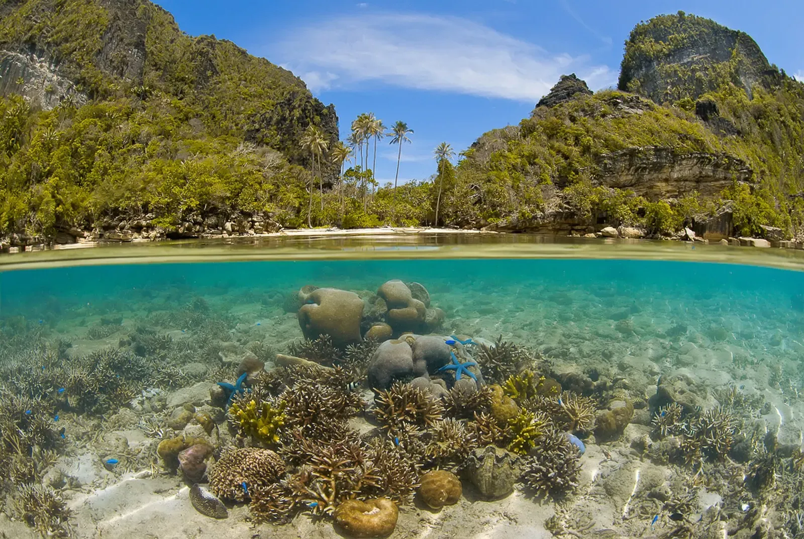 Split-level view near Wagmab island: forested limestone cliffs above the waterline, a shallow coral reef below