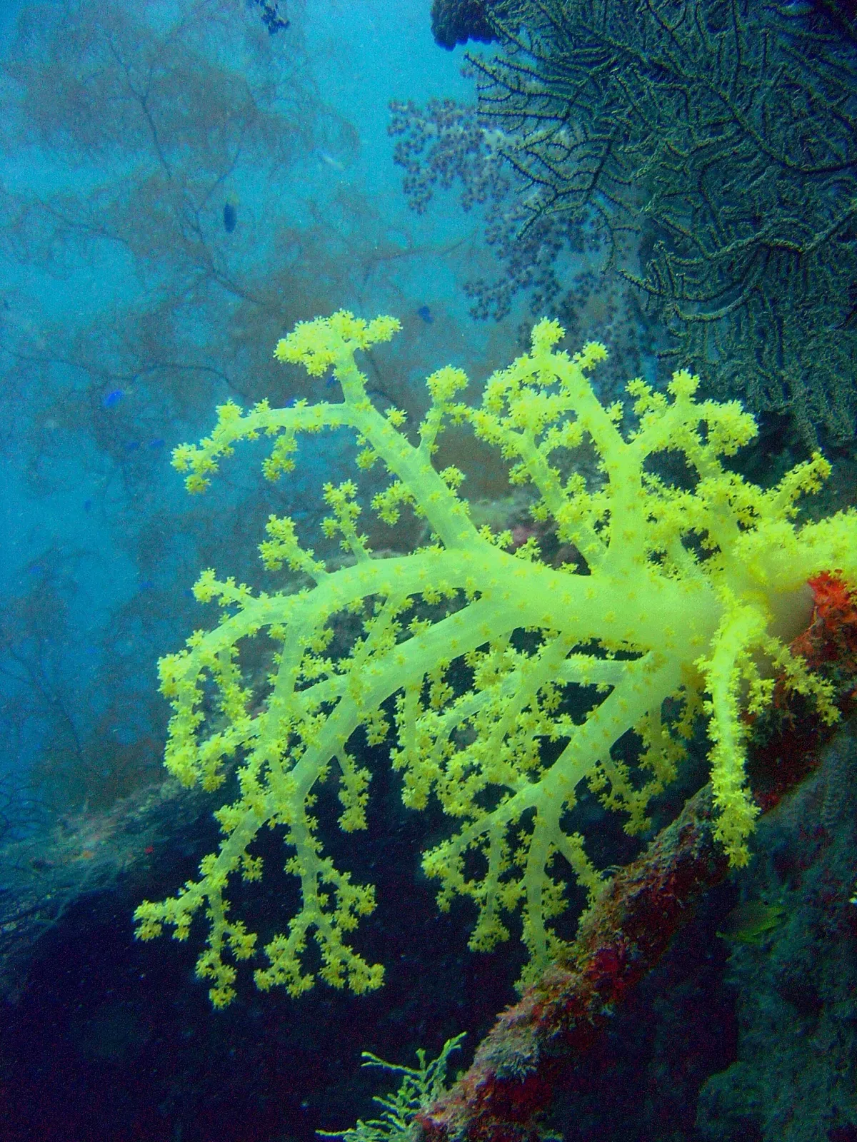 A bright yellow-green soft coral grows from a dark wreck surface against blue water — Hanakawa Maru, Chuuk Lagoon.
