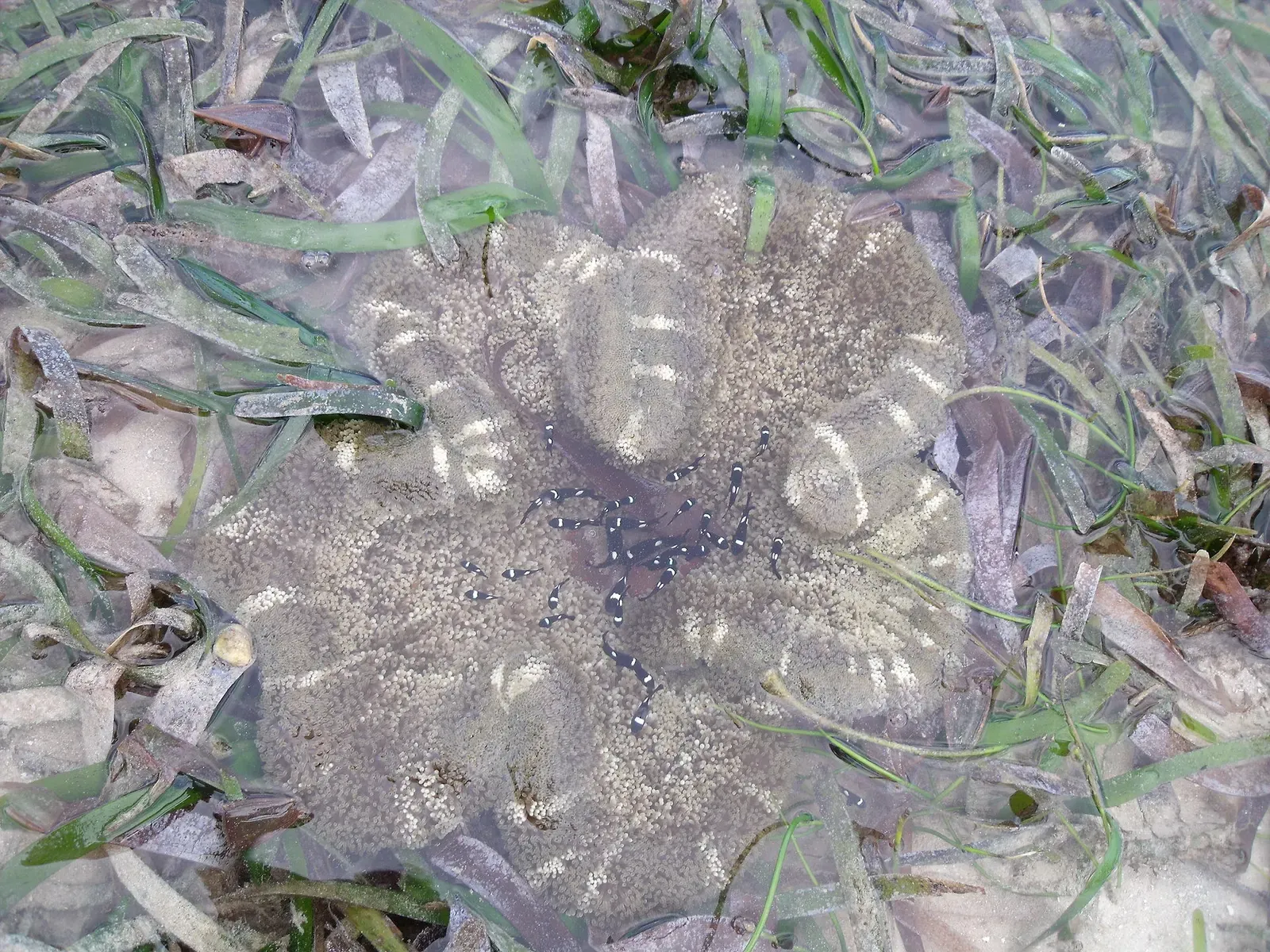 A pale grey sea anemone among seagrass in clear shallow water, with about twenty small black fish with white spots over it — Mombasa, Nyali & Bamburi