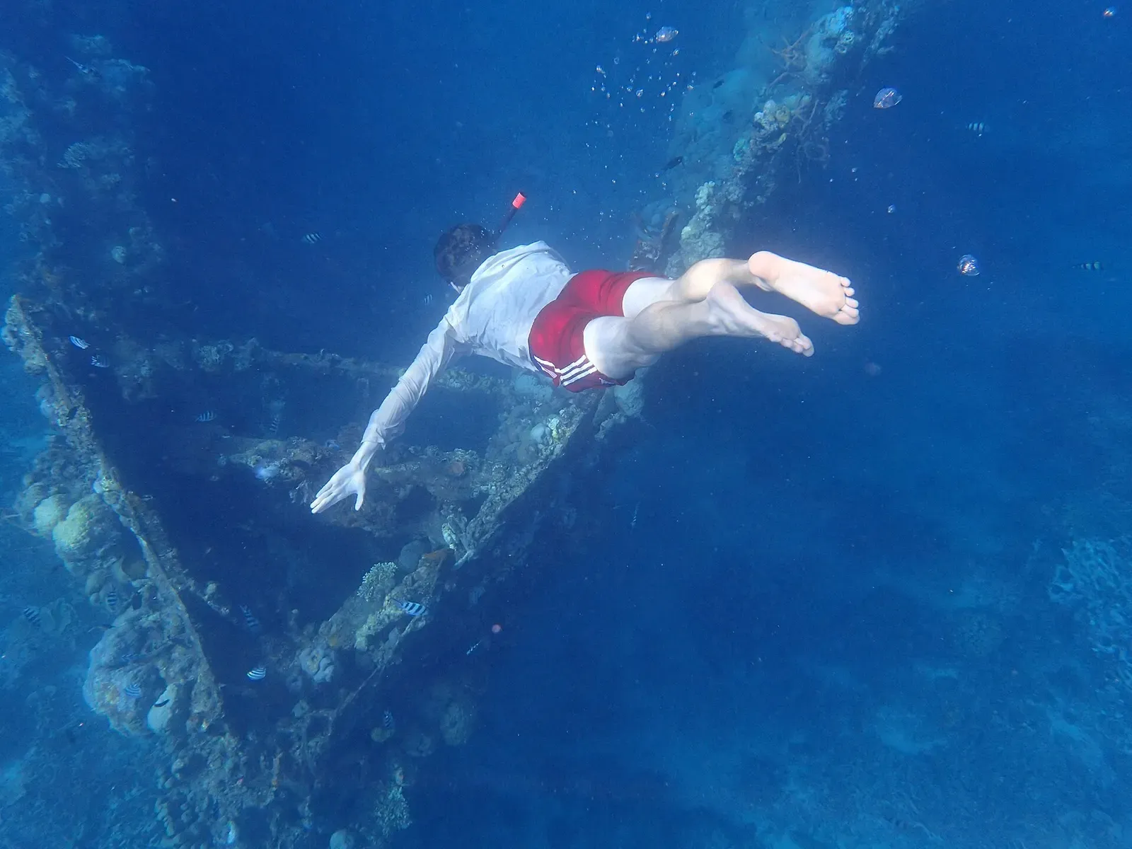 A snorkeller in a white shirt and red shorts dives down over the coral-covered ribs and keel of an open wreck in deep blue water — Skeleton Wreck, Coron.