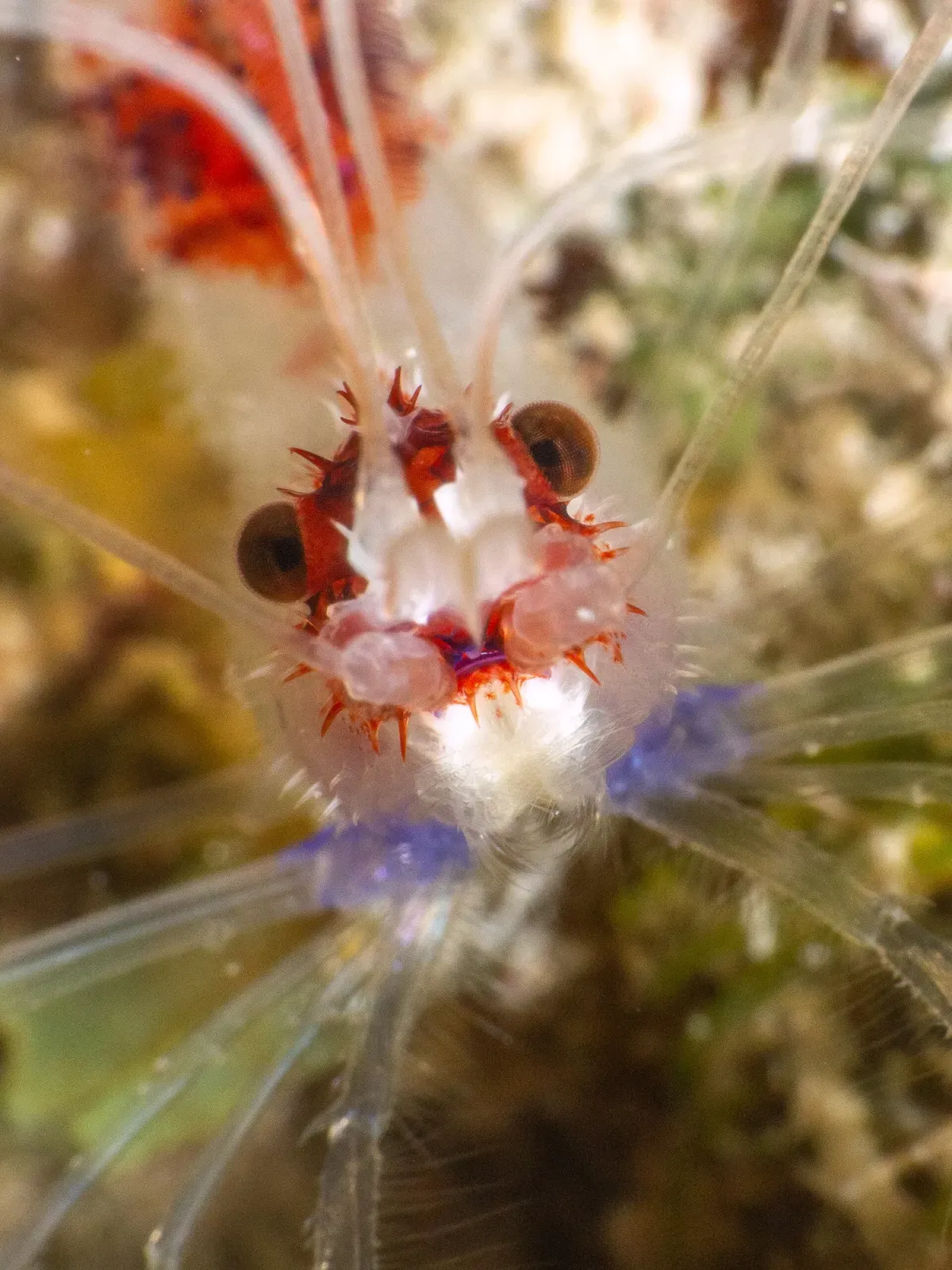 Head-on close view of a red and white banded shrimp with long white antennae — Sunset House Reef, Grand Cayman.