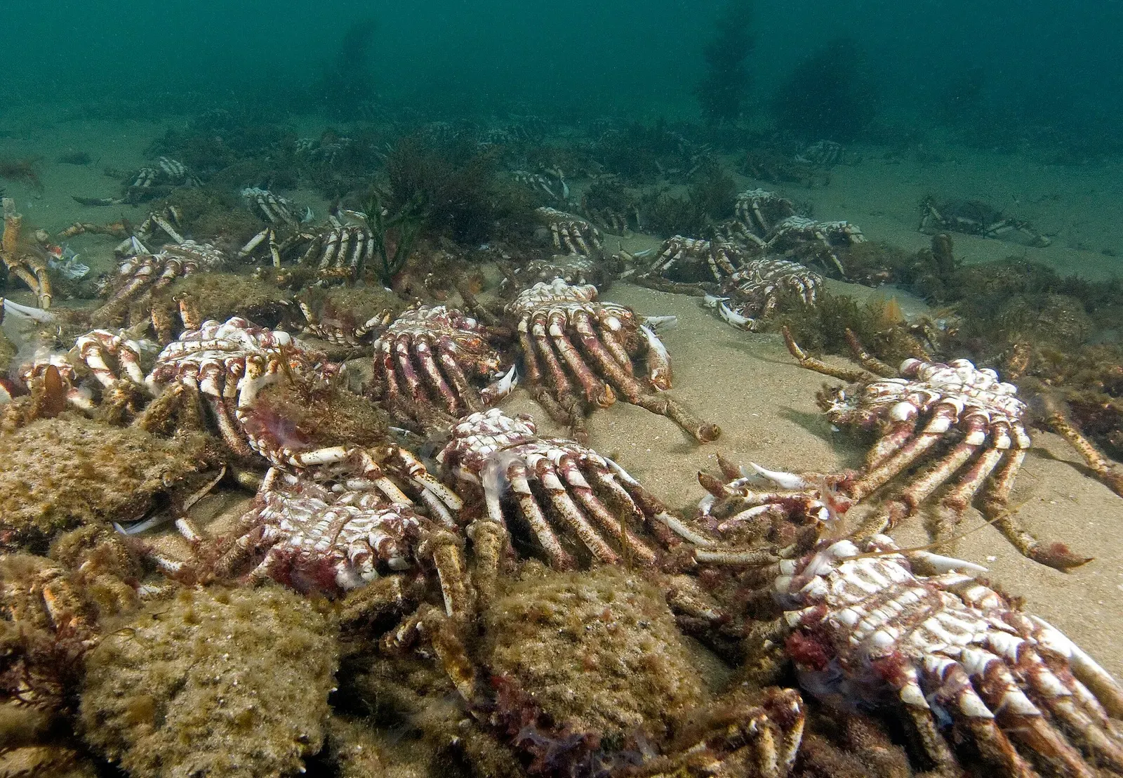 Empty moulted spider crab shells scattered pale across the seafloor — Port Phillip