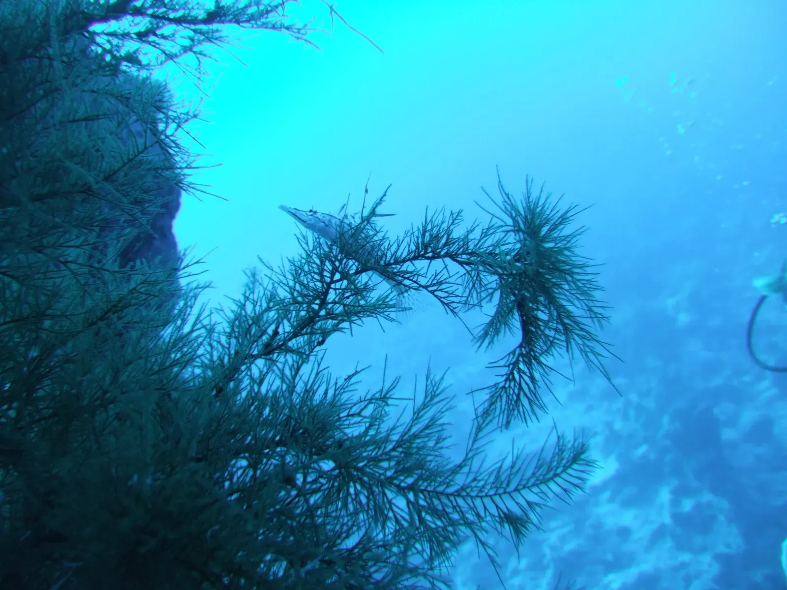 Diver's view into a submerged cave opening at Abu Ramada with algae growing at the entrance — Gota Abu Ramada, Hurghada & El Gouna
