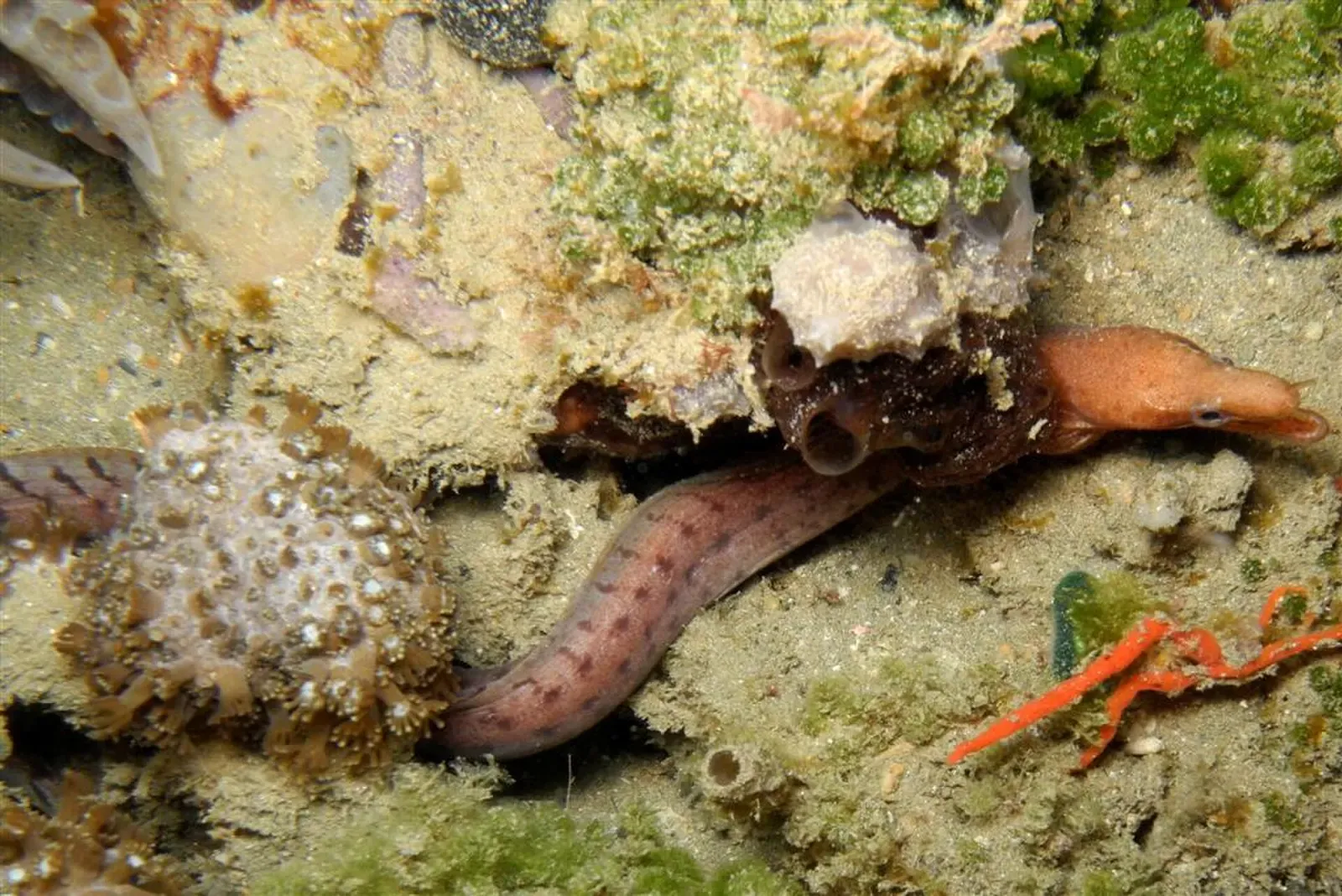 Spotted moray eel emerging from a crevice in an encrusted rock at night — Tasi Tolu, Dili