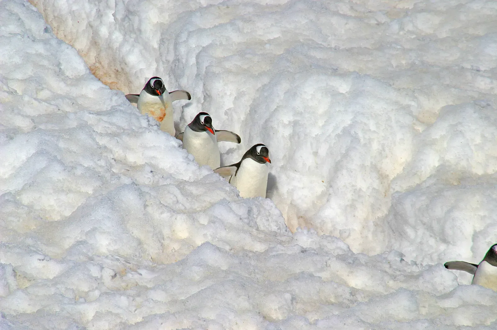 Three gentoo penguins descending a snow slope on Cuverville Island — Antarctic Peninsula