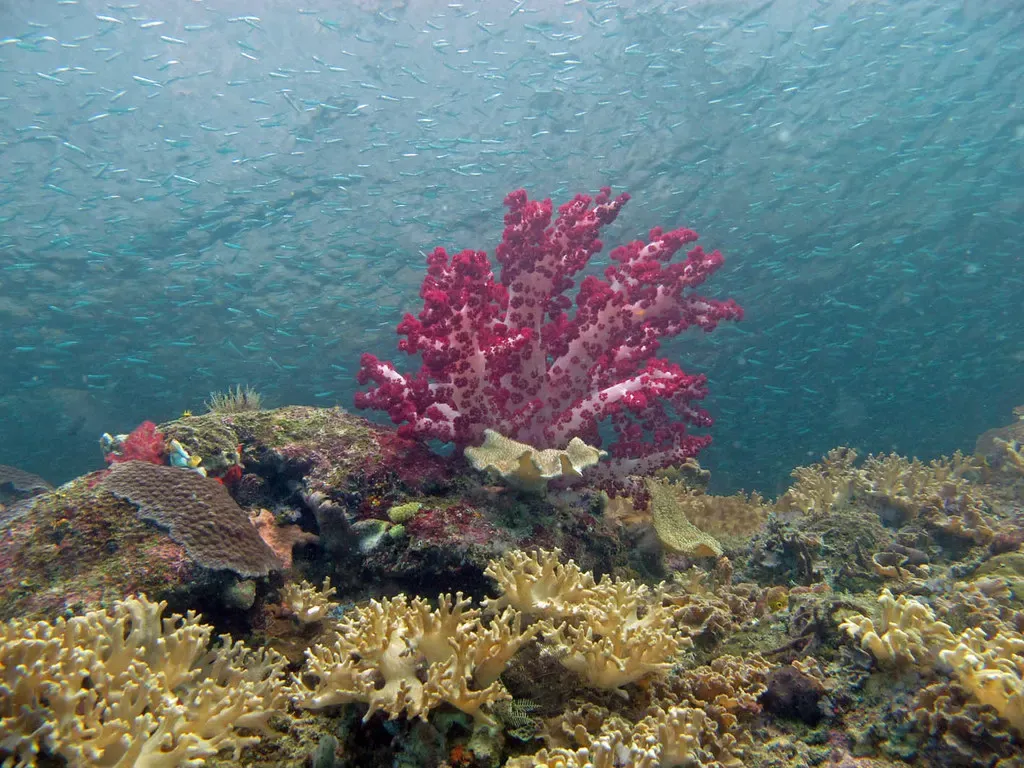 Soft coral in deep pink stands beneath a swirling school of small silver baitfish — Raja Ampat.