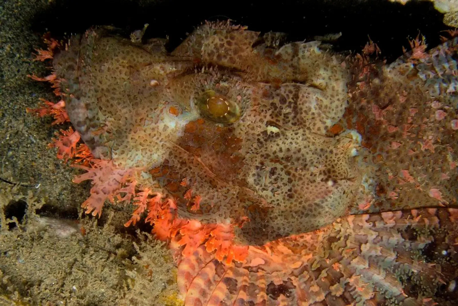 Camouflaged scorpionfish with frilly orange skin resting on a reef — Pertamina Pier, Dili