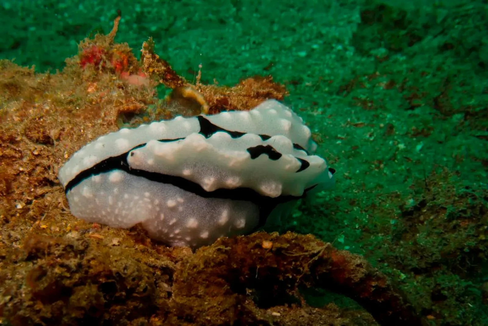 White nudibranch with black lines and raised bumps crawling over a green and brown reef — Dili