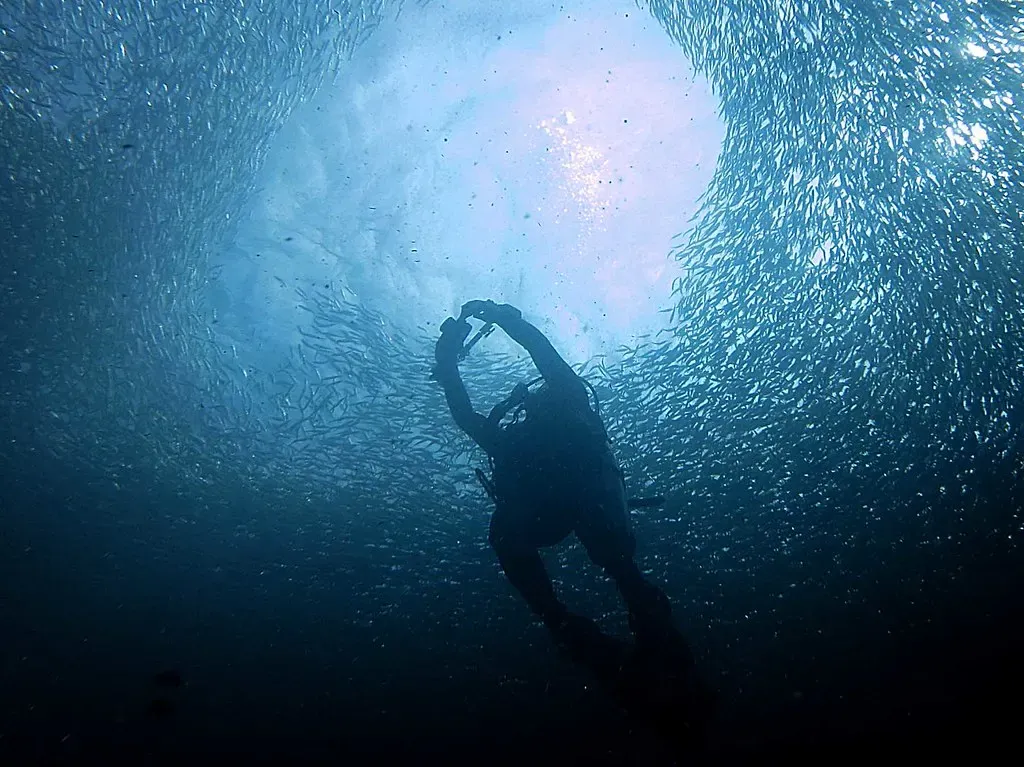 A diver's silhouette swims through a swirling tunnel opened up in the dense sardine school off Panagsama Beach — Moalboal.