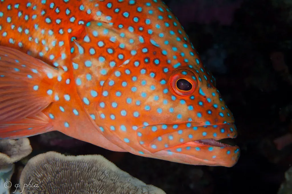 Close-up of a coral grouper with blue spots and an orange body — Blade, Wakatobi