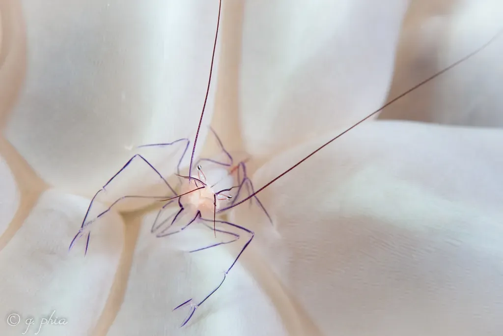 Translucent commensal shrimp with thin purple legs on pale coral polyps — Cornucopia, Wakatobi