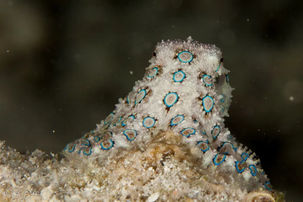 Blue ring octopus with vivid blue rings perched on sandy rubble — House Reef, Wakatobi