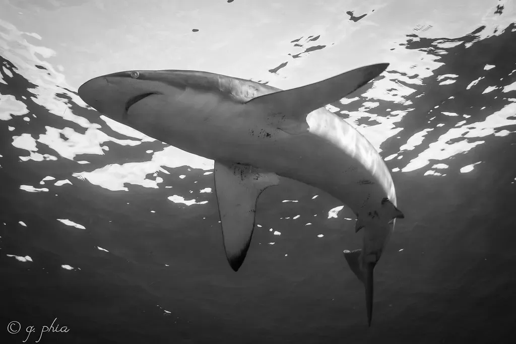 Silky shark silhouetted against the surface at Vicente — Jardines de la Reina