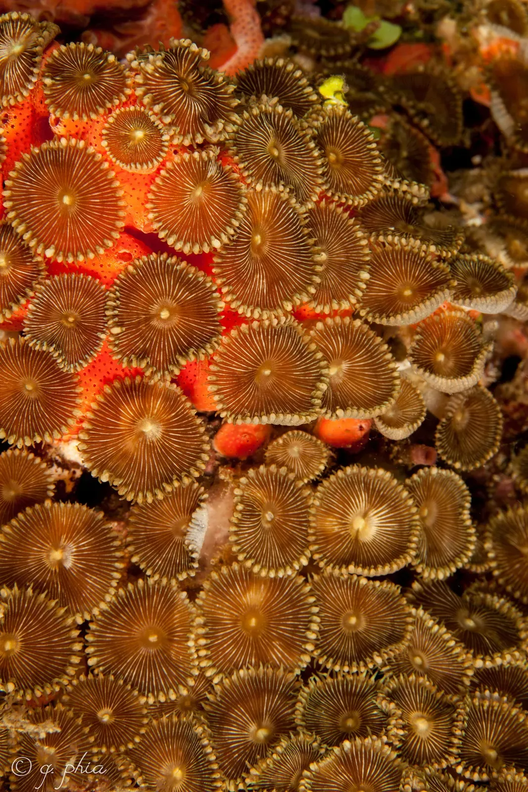 Clusters of pale soft coral polyps with a small orange fish nestled among them — Mellow Yellow, Bligh Water.