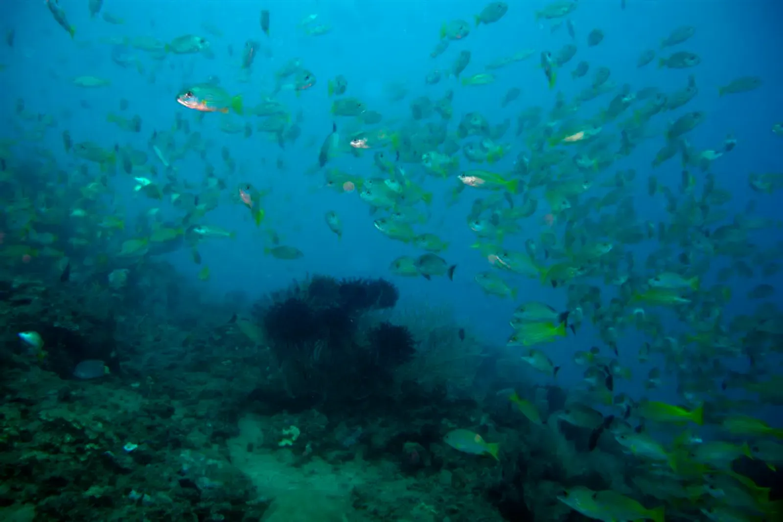 Loose school of silvery snapper in blue water above a reef with a dark sea fan — Dili Rock East, Dili