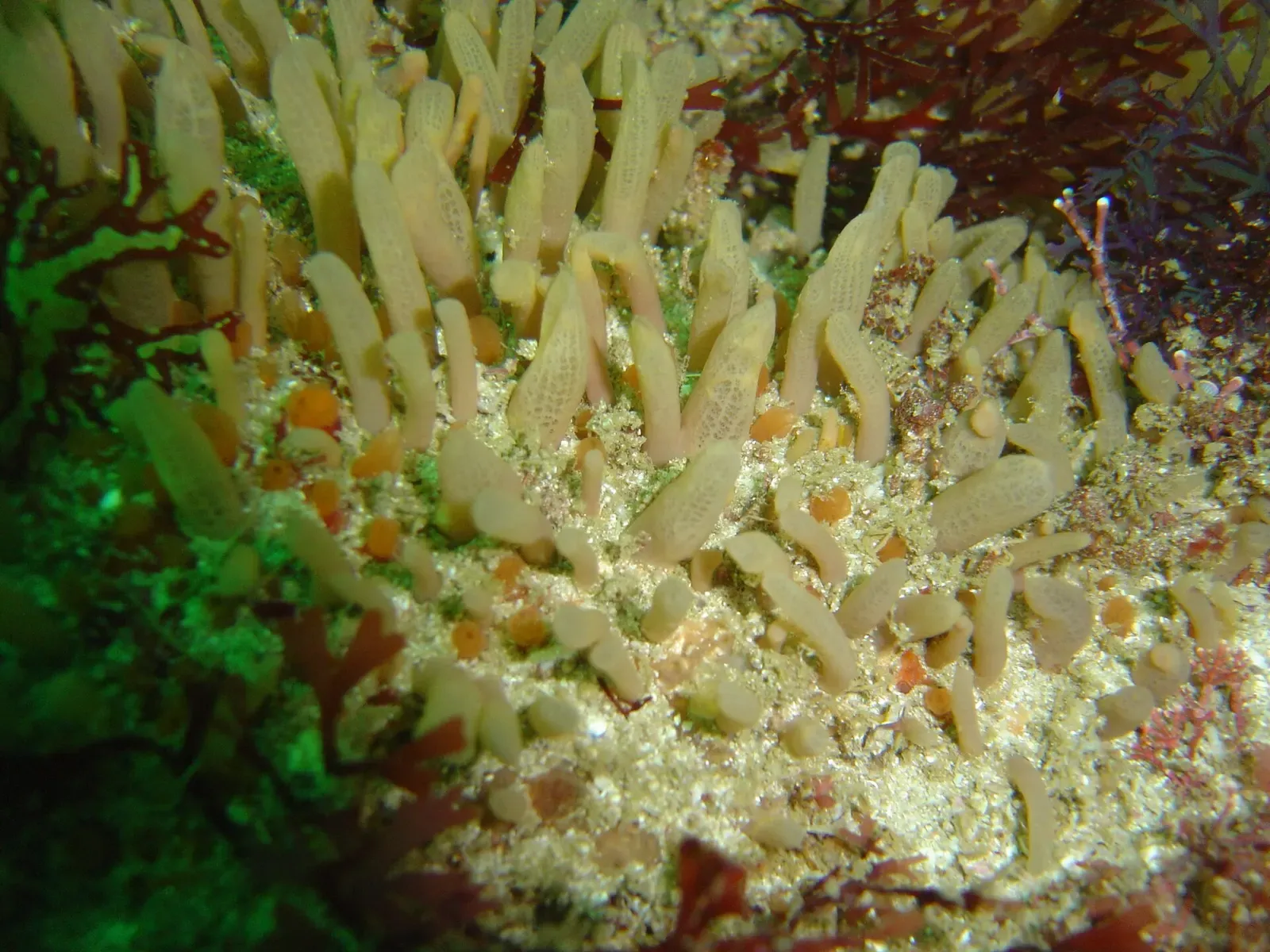 Clusters of beige finger-like sponge projections on a reef surrounded by red algae — Coral Gardens (Rooi-els), Gordon's Bay & Rooi-Els
