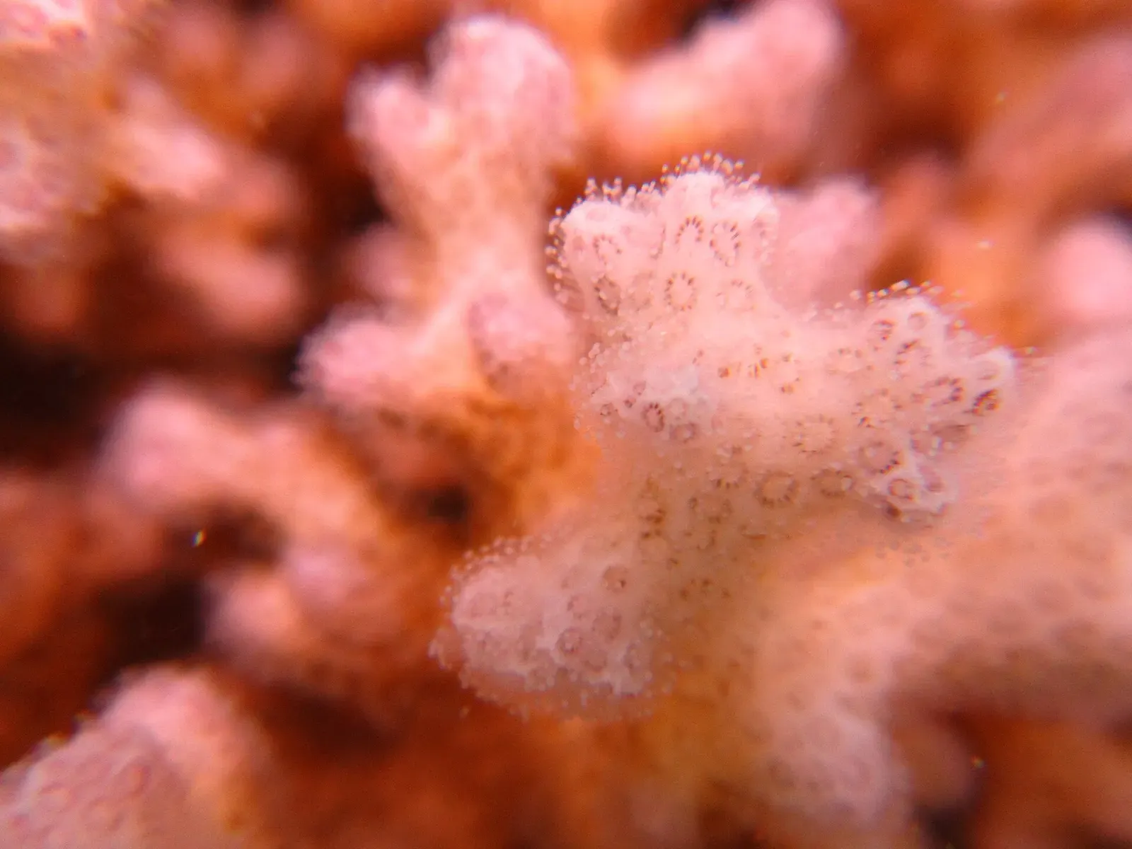 Close-up of pale pink branching coral covered in small bumps and extended polyps — Kepulauan Seribu (Thousand Islands)