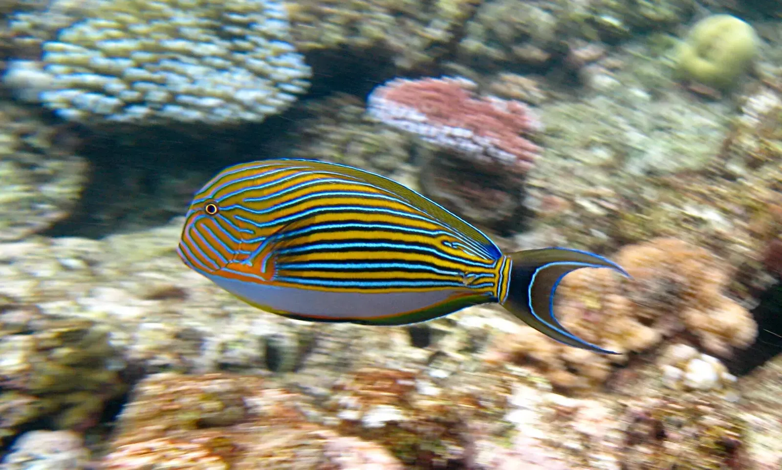 A striped surgeonfish with bright yellow and blue lines swims over Flynn Reef — Great Barrier Reef