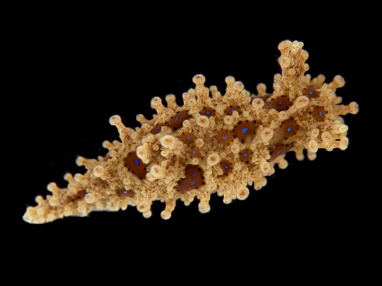 One orange-brown sea slug covered in knobbly projections with small dark blue spots, on a black background — Ballyhenry Drop-Off, Strangford Lough