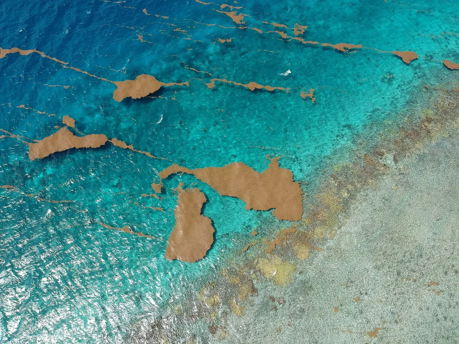 Drone view of turquoise shallows and a pale reef crest with brown Sargassum rafts drifting on the surface — La Parguera & Guánica