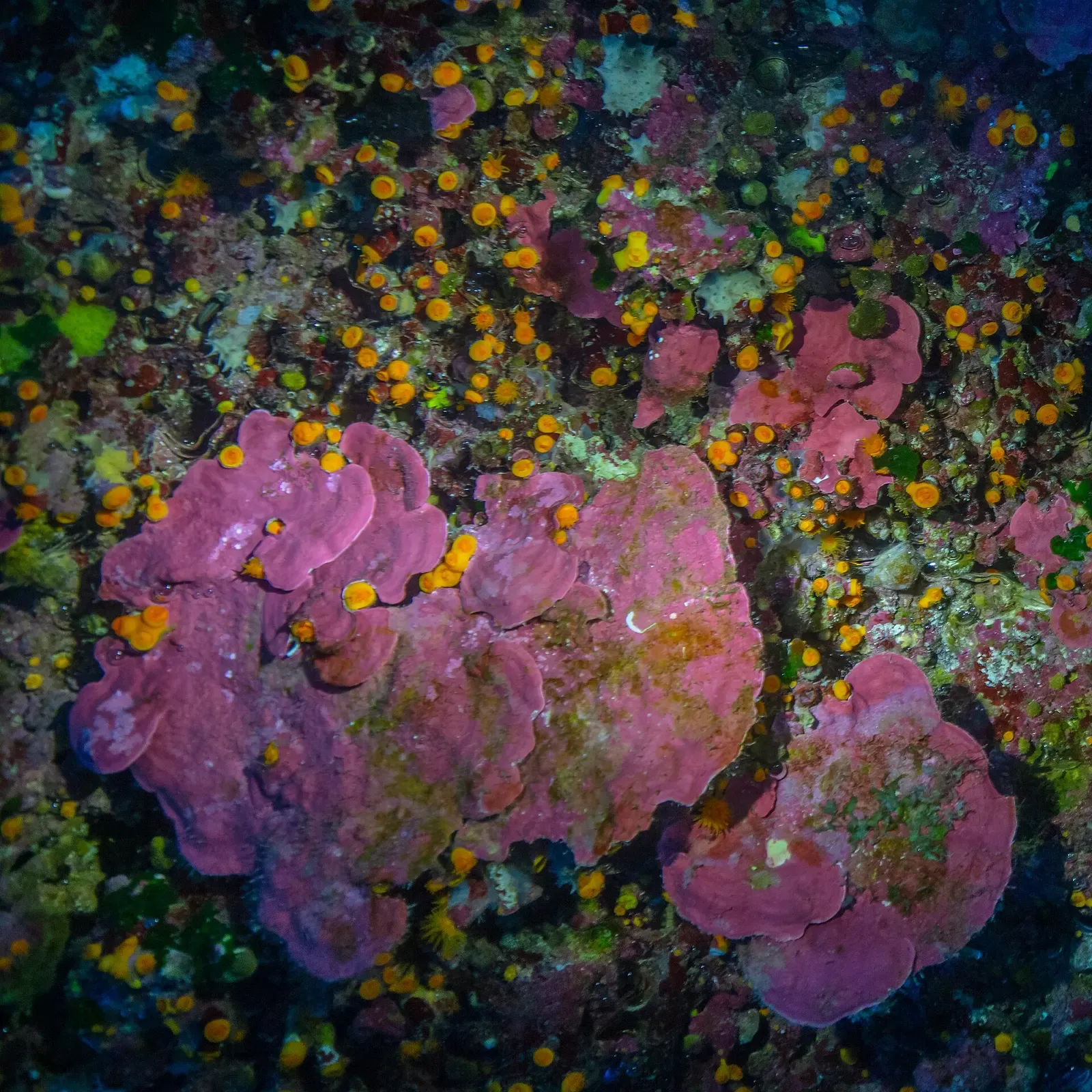 Pink encrusting algae and small orange growths cover a rock surface, seen from close up — Coral Cave, Gozo & Malta.