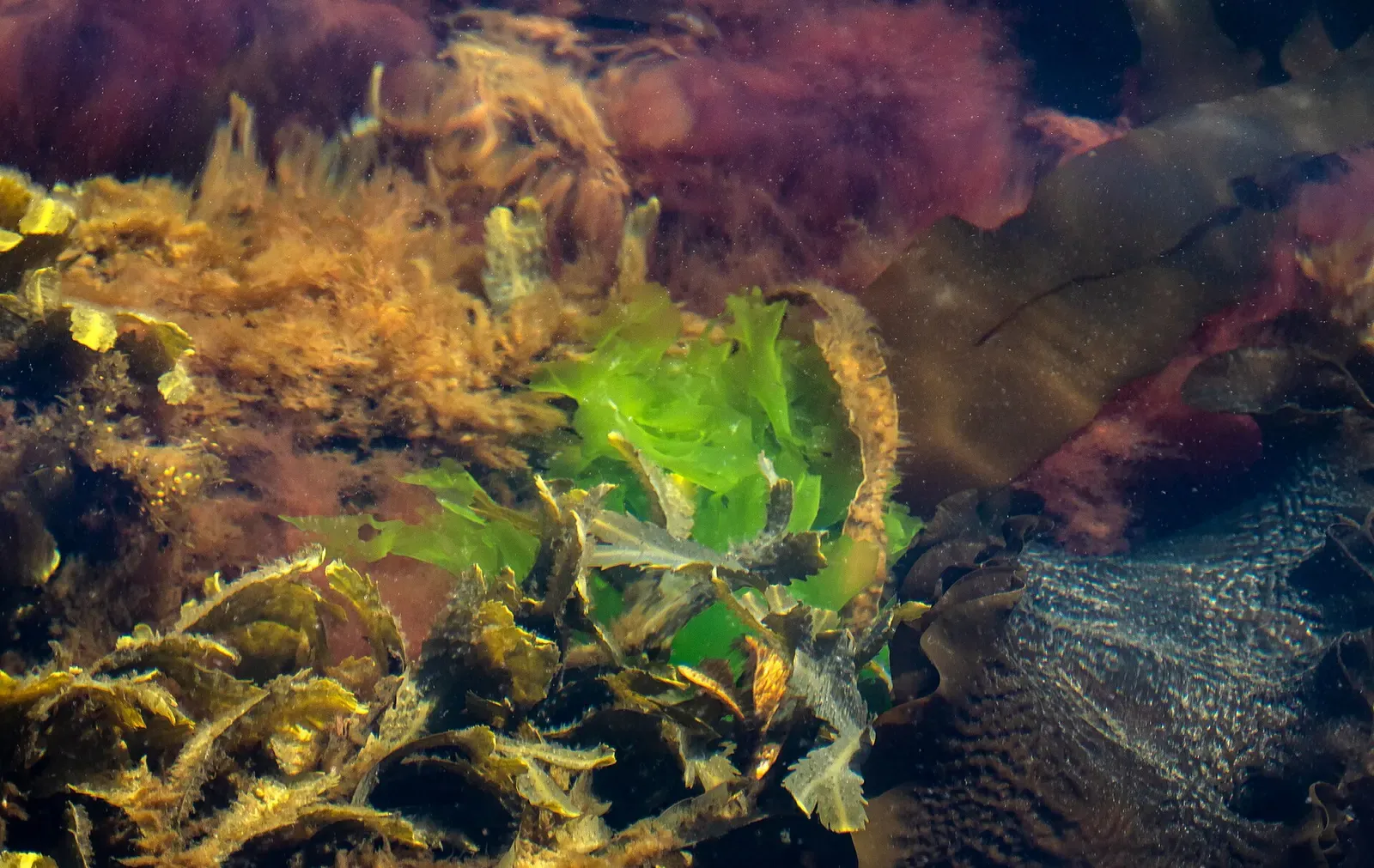 Sea lettuce, red algae and kelp growing on submerged rock in Lysekil harbor — Bohuslän