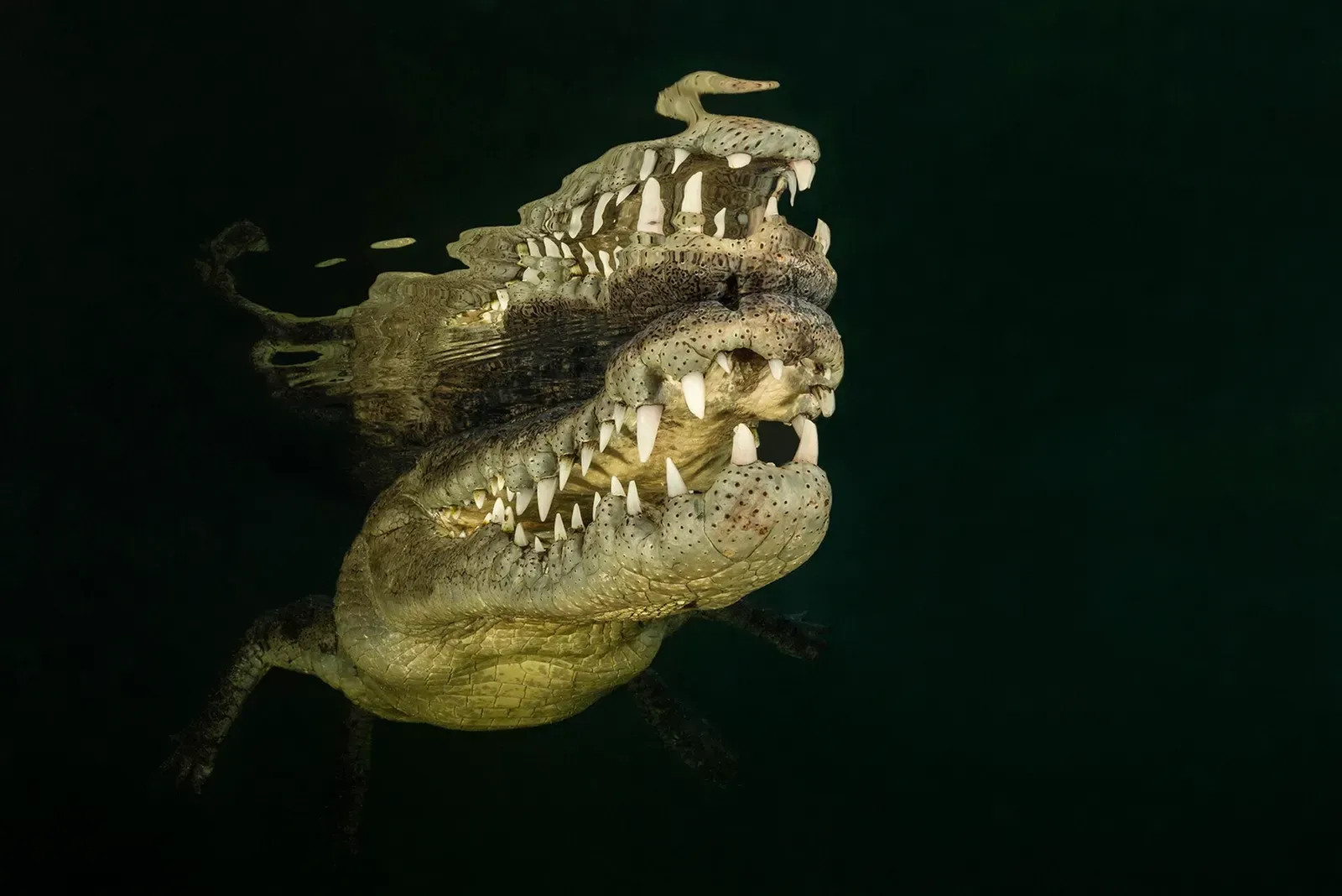 An American crocodile floats at the surface with its jaws open near mangrove roots — Jardines de la Reina.