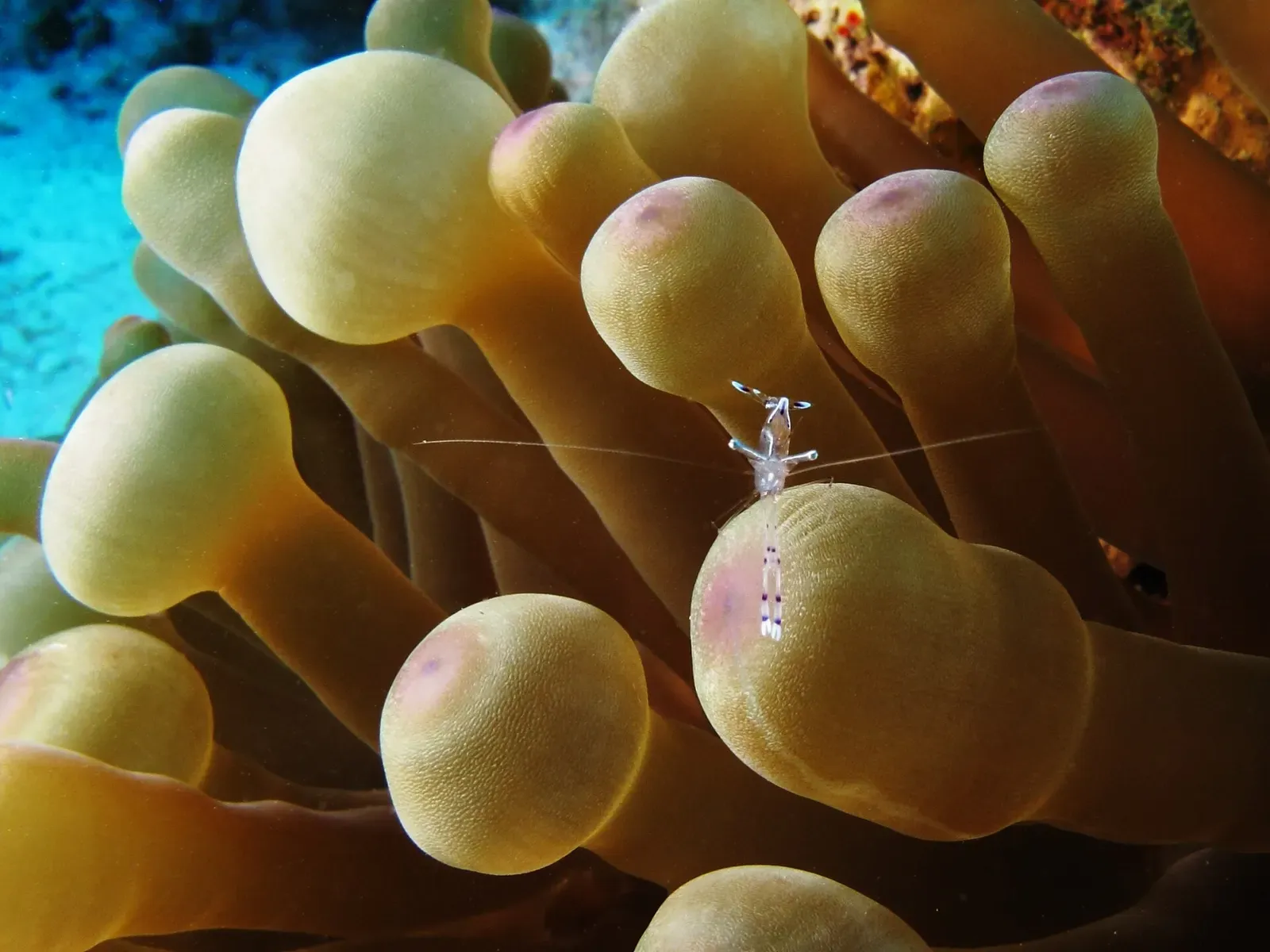 A translucent shrimp perched on the swollen bulbs of a bubble anemone — Shaab El Erg, Hurghada & El Gouna