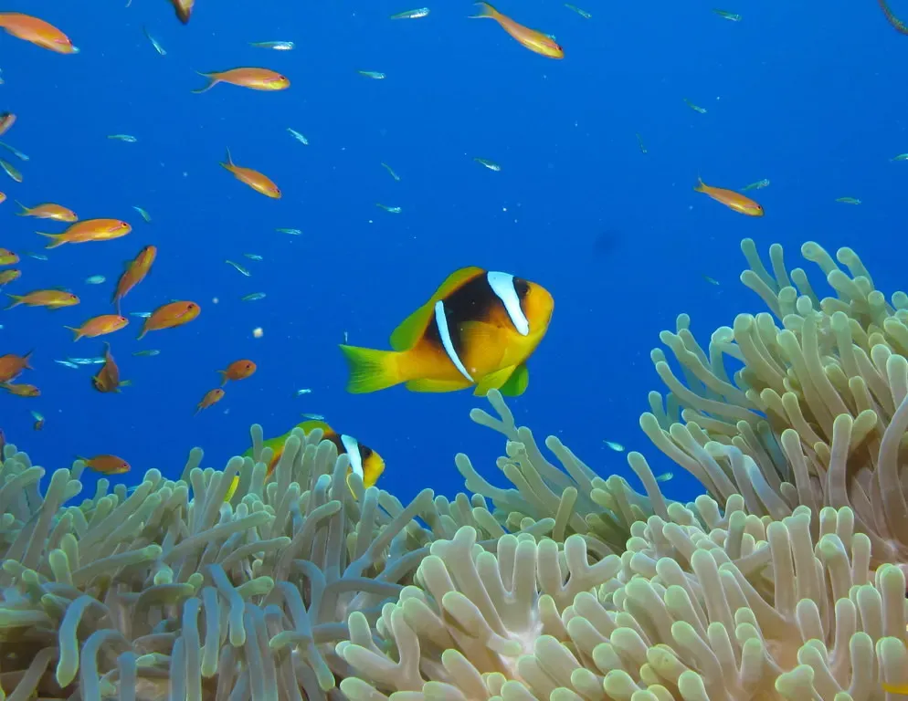 Two-banded anemonefish over an anemone with other reef fish nearby — Gota Kebir, St John's Reefs