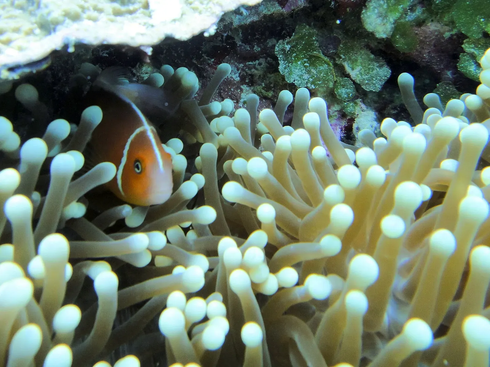 One orange anemonefish with a white stripe sheltering among pale green anemone tentacles — Big Drop Off, Palau.
