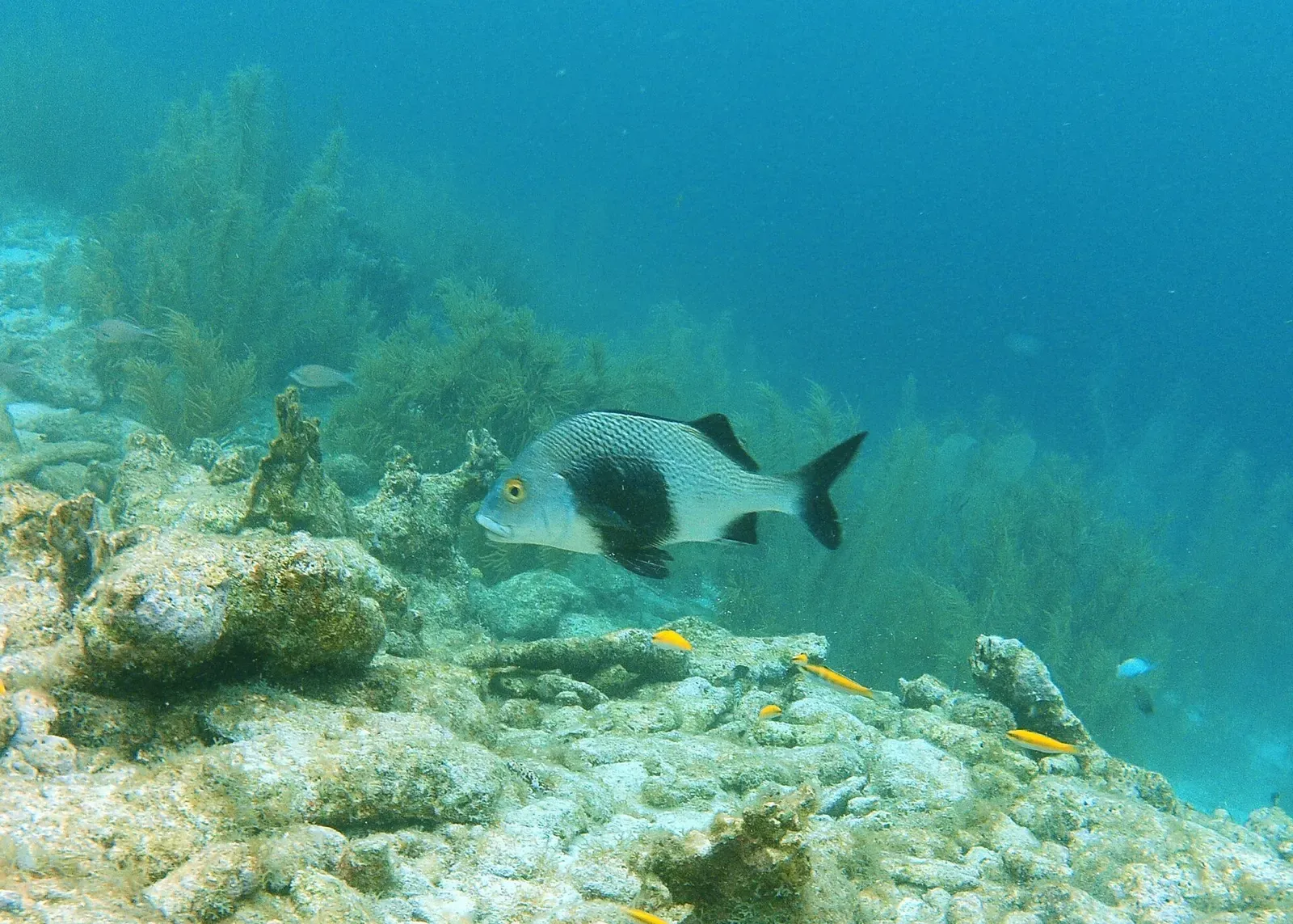 A fish with a pale grey front and dark rear half swims over rubble and soft corals in clear blue water — Oil Slick Leap, Bonaire.