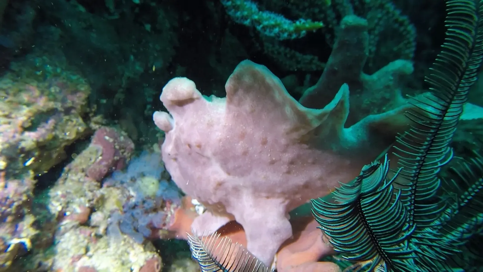Pink giant frogfish camouflaged against sponge and coral rubble — Cannibal Rock, Komodo.